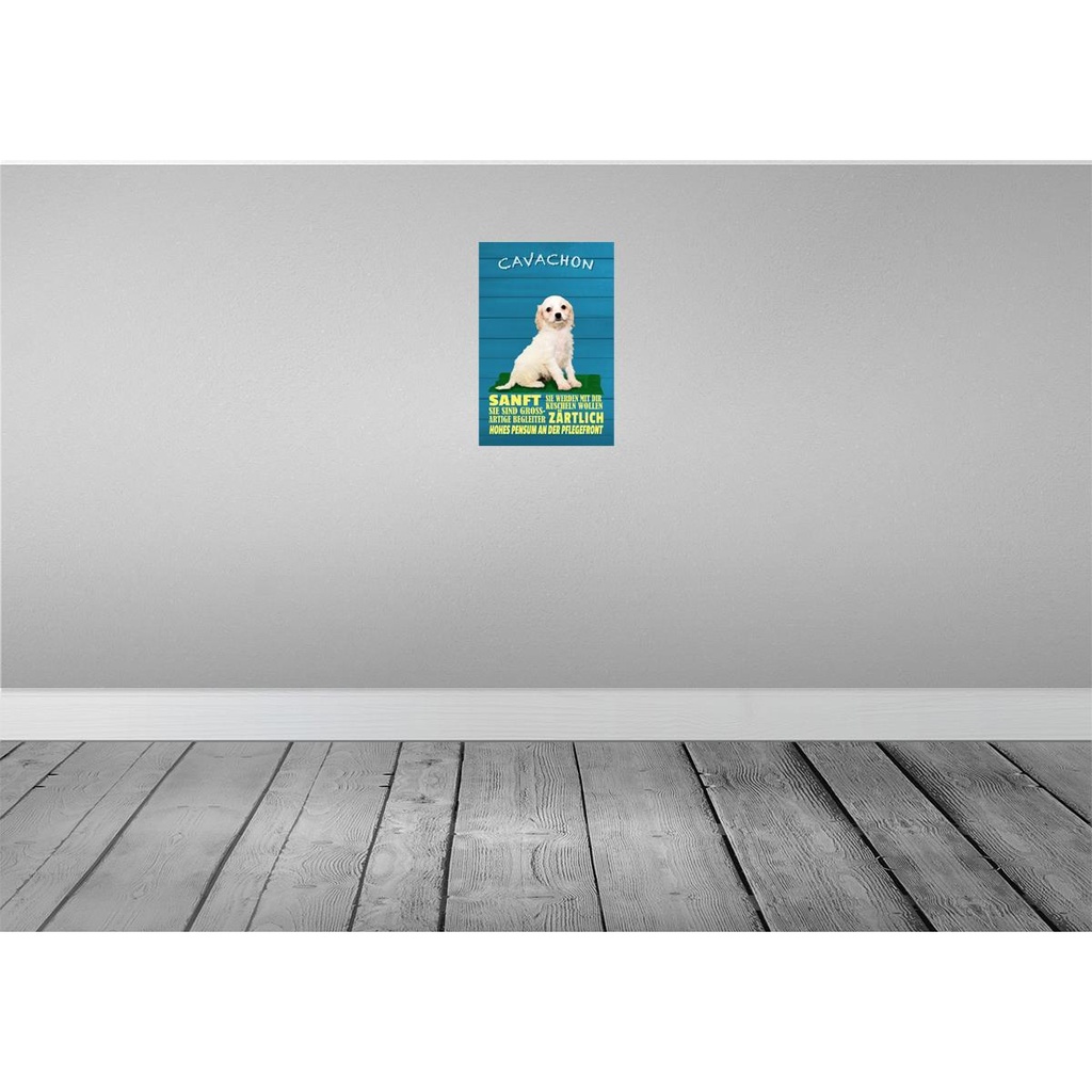[LA-112653-2030] Blechschild 30x20 cm Cavachon Hund sanft zärtlich Tier Haustier Bild 2