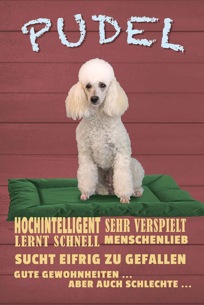 Holzschild 18x12 cm Pudel hochintelligent lieb Hund Tier Haustier