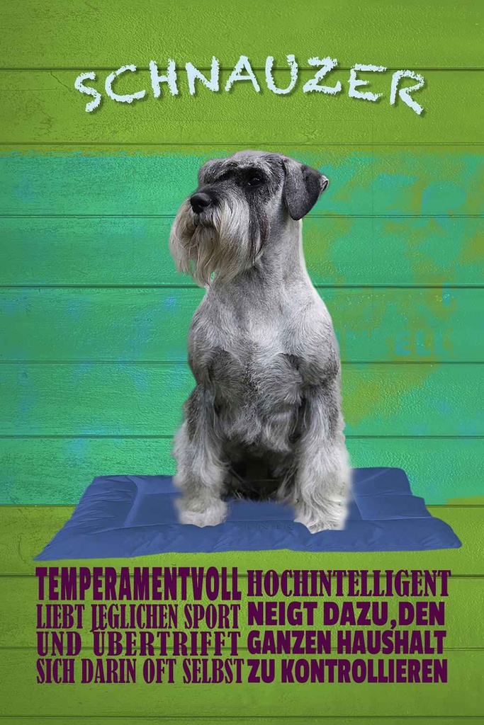Holzschild 18x12 cm Schnauzer Hund temperamentvoll Tier Haustier