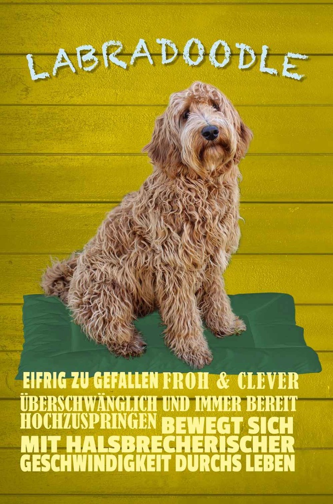 Holzschild 18x12 cm Labradoodle Hund froh und clever Tier Haustier
