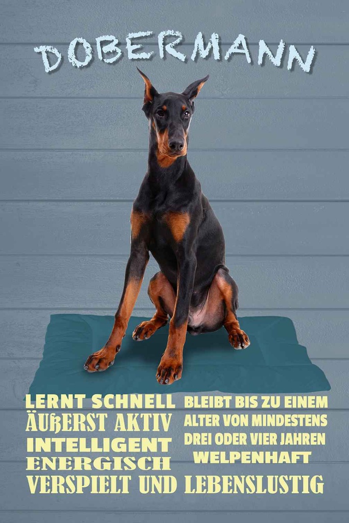 Holzschild 18x12 cm Dobermann lernt schnell Hund Tier Haustier