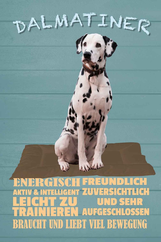 Holzschild 18x12 cm Dalmatiner Hund energisch aktiv Tier Haustier