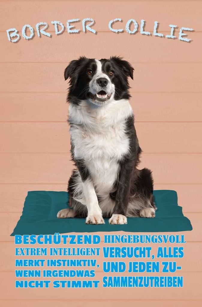 Holzschild 18x12 cm Border Collie Hund intelligent