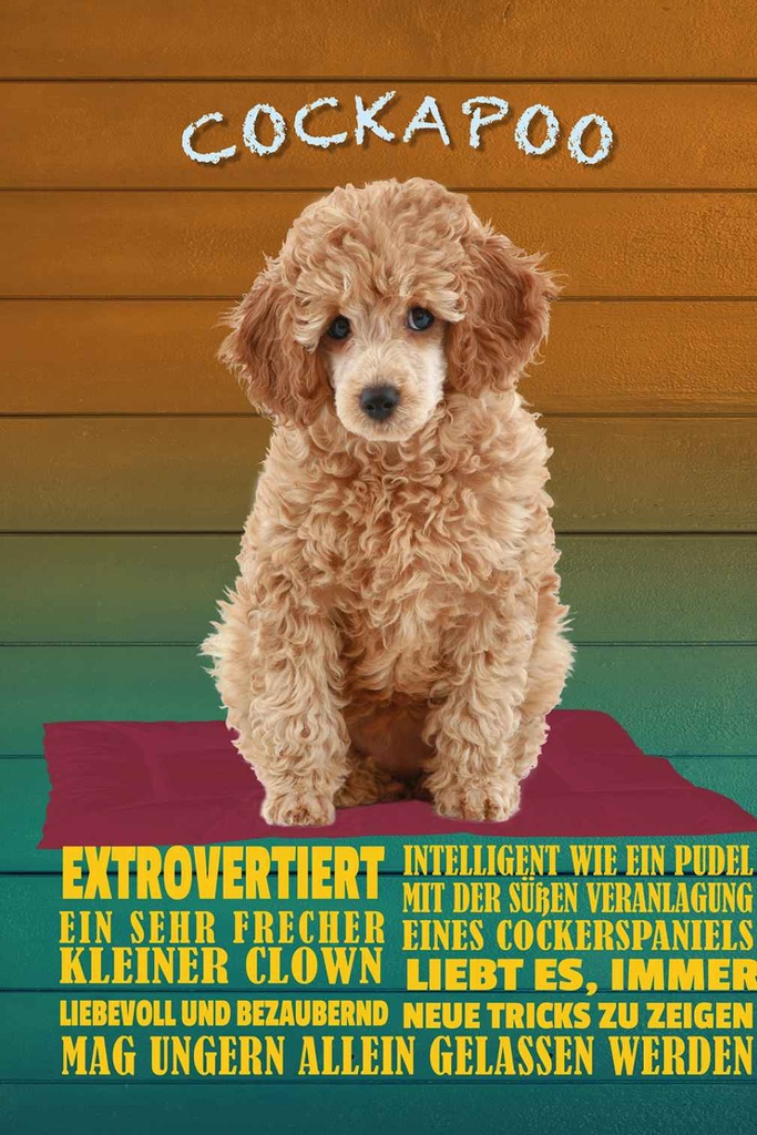 Holzschild 18x12 cm Cockapoo Hund kleiner Clown Tier Haustier