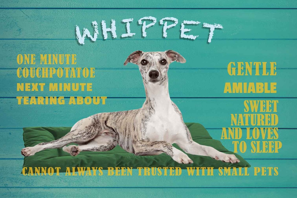 Holzschild 12x18 cm Whippet Hund gentle amiable Tier Haustier