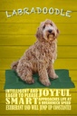 Holzschild 18x12 cm Labradoodle Hund will jump up Tier Haustier