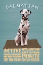 Holzschild 18x12 cm Dalmatian Hund active and easy Tier Haustier