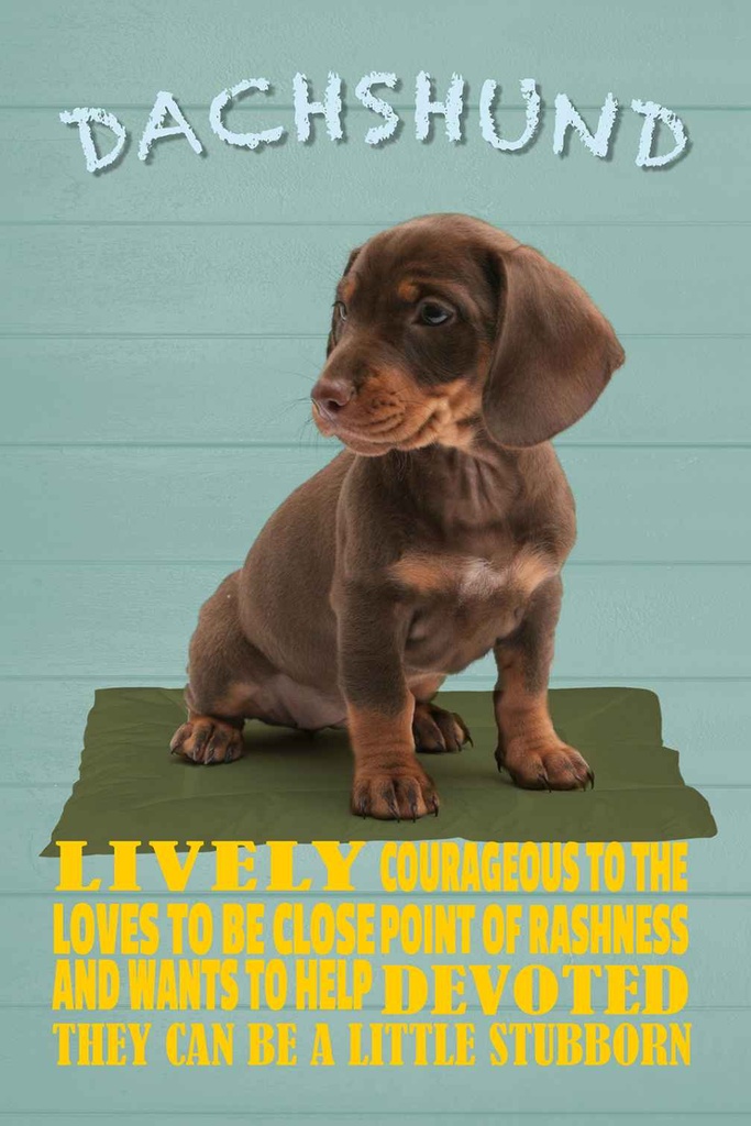 Holzschild 18x12 cm Dachshund Hund lively devoted Tier Haustier