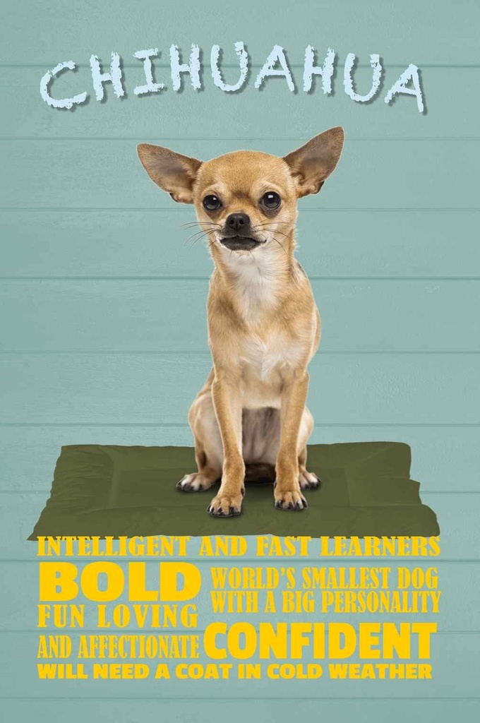 Holzschild 18x12 cm Chihuahua Hund bold confident Tier Haustier
