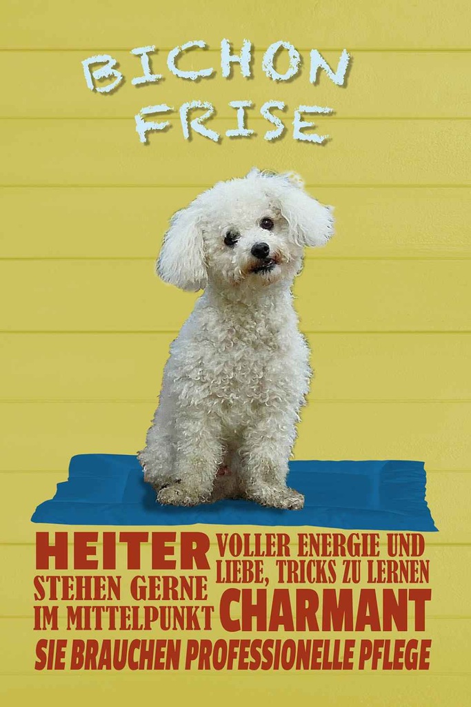 Holzschild 18x12 cm Hund Bichon Frise charmant Tier Haustier
