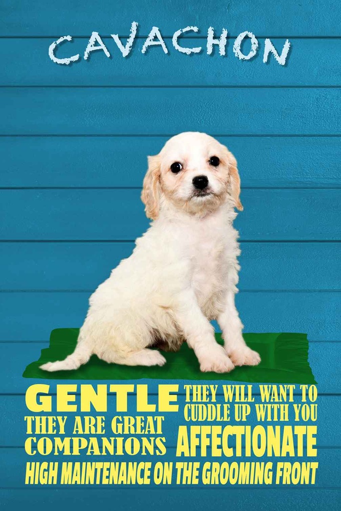 Holzschild 18x12 cm Cavachon Hund gentle affectionat Tier Haustier
