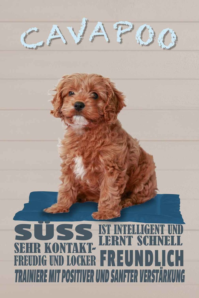 Holzschild 18x12 cm Cavapoo Hund süss freundlich Tier Haustier