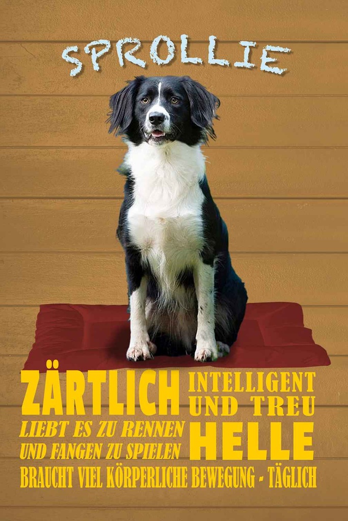 Holzschild 18x12 cm Sprollie Hund zärtlich und treu Tier Haustier