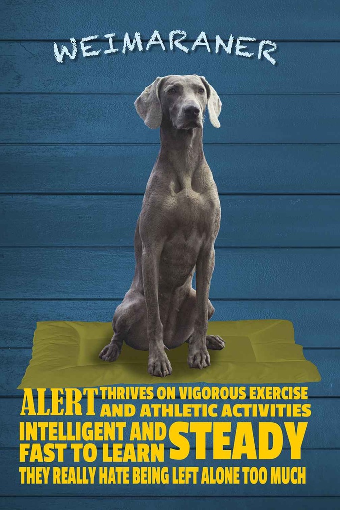 Holzschild 18x12 cm Weimaraner Hund alert and steady Tier Haustier