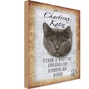 Holzschild 18x12 cm Chartreux Katze stark Tier Haustier