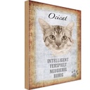 Holzschild 18x12 cm Ocicat Katze verspielt Tier Haustier