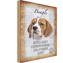 Holzschild 18x12 cm Beagle Hund Tier Haustier