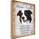 Holzschild 18x12 cm Border Collie Hund Tier Haustier