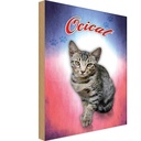 Holzschild 18x12 cm Katze Ocicat Tier Haustier