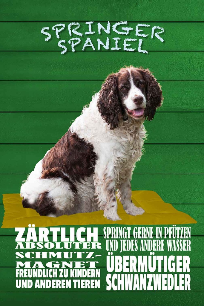 Holzschild 30x20 cm Springer Spaniel Hund zärtlich Tier Haustier