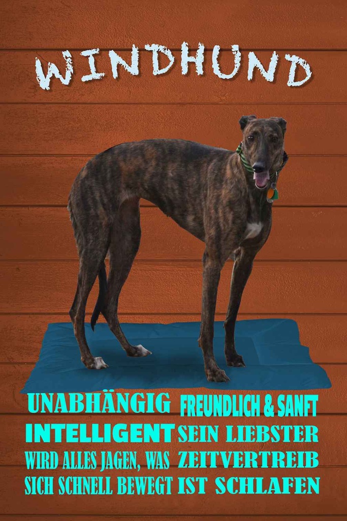 Holzschild 30x20 cm Windhund Hund intelligent sanft Spruch Zitat
