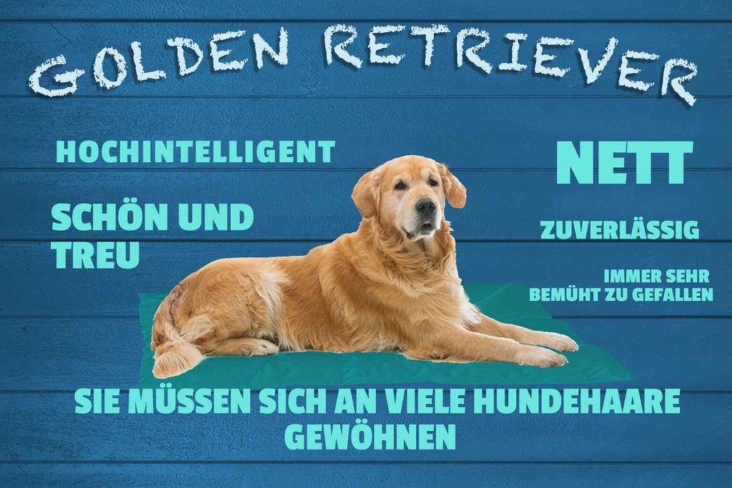 Holzschild 20x30 cm Golden Retriever Hund nett treu Tier Haustier