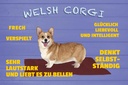 Holzschild 20x30 cm Welsh Corgi Hund frech verspielt Tier Haustier