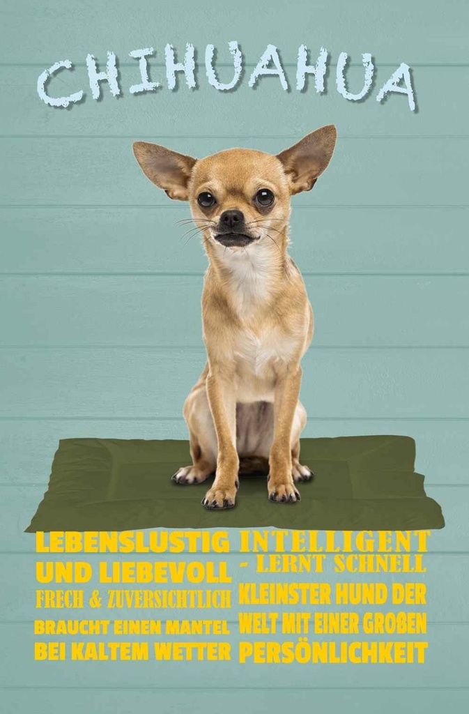 Holzschild 30x20 cm Chihuahua Hund lebenslustig Tier Haustier