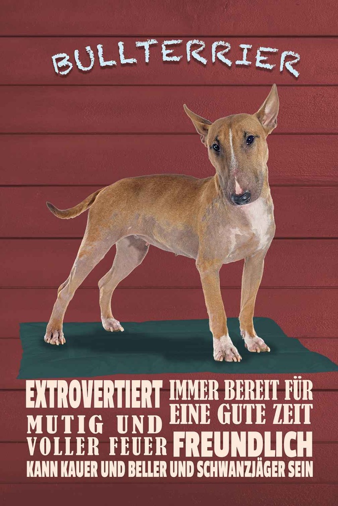 Holzschild 30x20 cm Bullterrier Hund immer bereit Tier Haustier