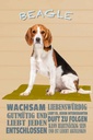 Holzschild 30x20 cm Beagle Hund gutmütig liebt jeden