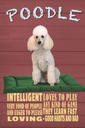 Holzschild 30x20 cm Hund Poodle loves to play Tier Haustier