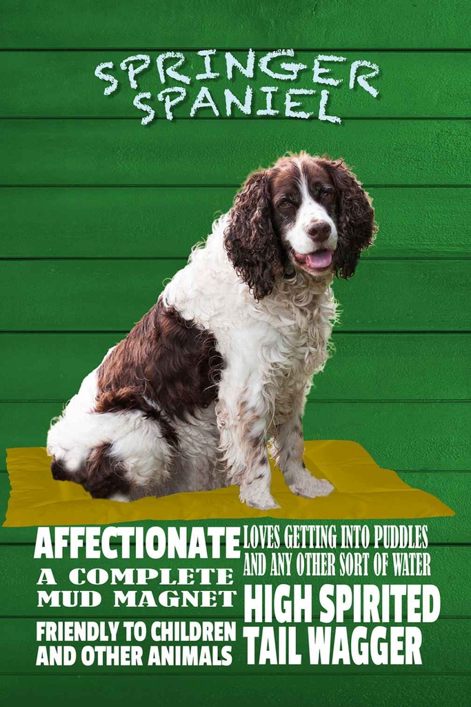 Holzschild 30x20 cm Springer Spaniel Hund friendly Tier Haustier
