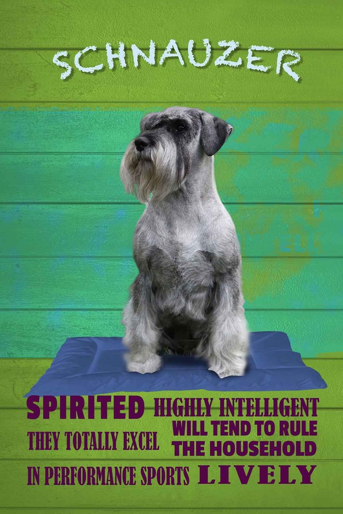 Holzschild 30x20 cm Schnauzer Hund highly inelligent Tier Haustier
