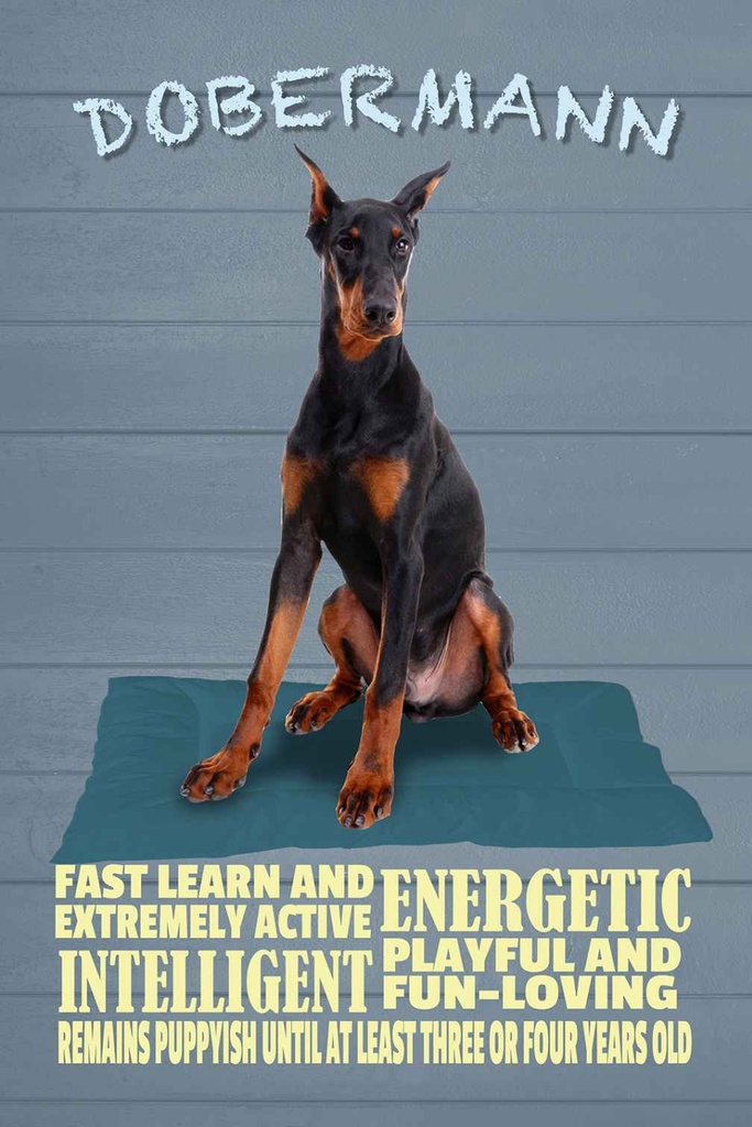 Holzschild 30x20 cm Dobermann Hund fast learn and Tier Haustier