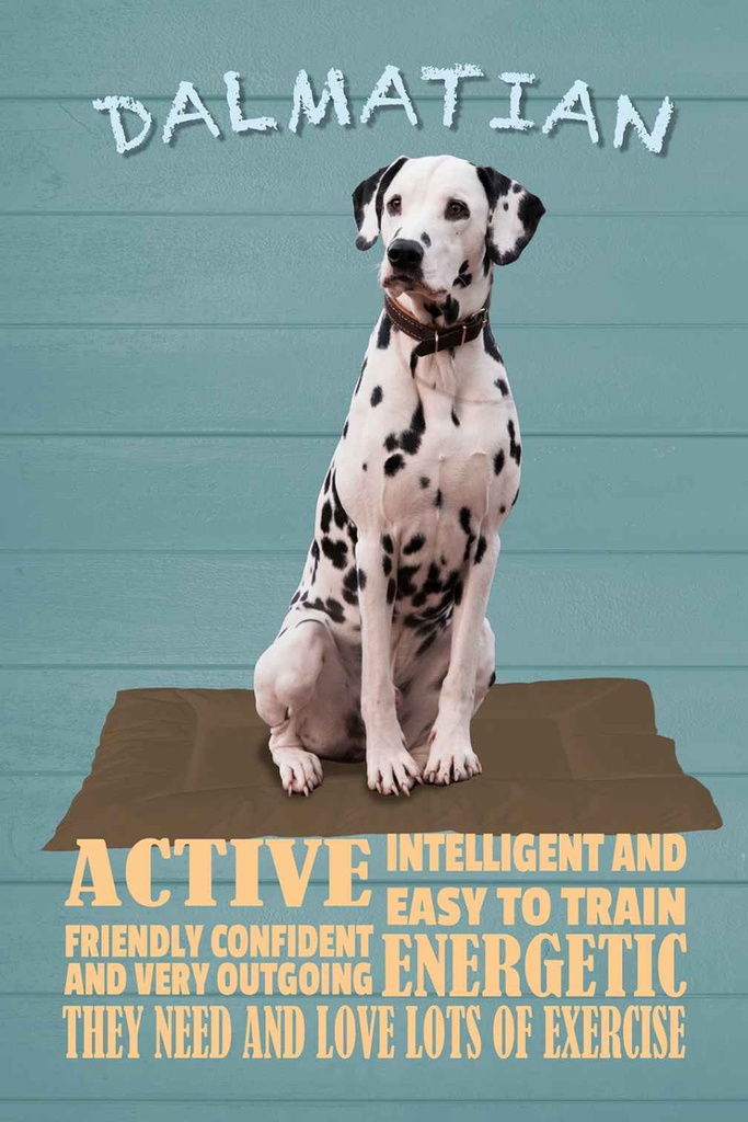 Holzschild 30x20 cm Dalmatian Hund active and easy Tier Haustier