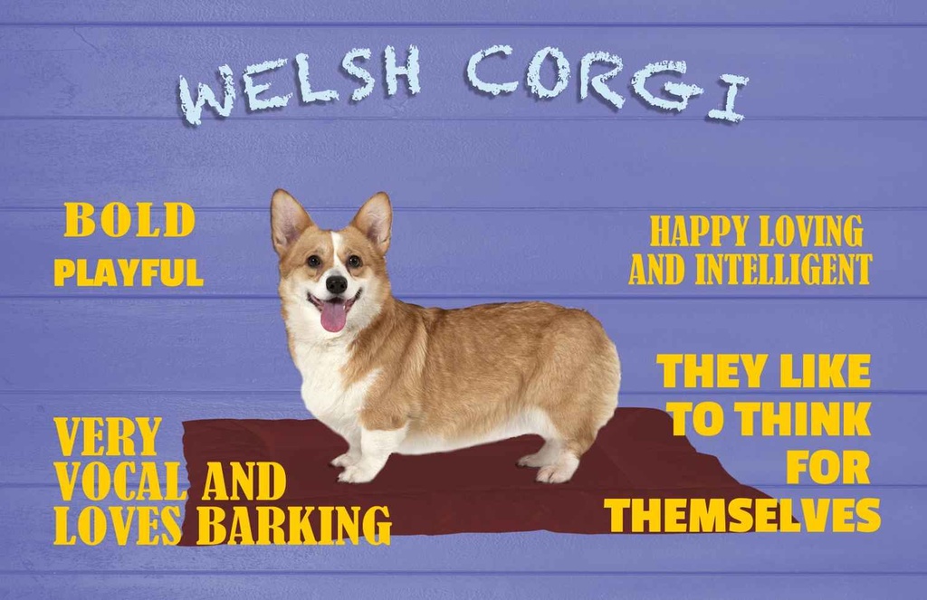 Holzschild 20x30 cm Welsh Corgi Hund bold playful Tier Haustier