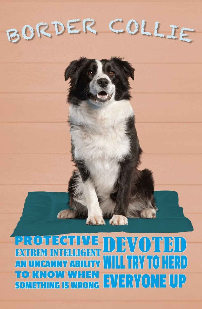 Holzschild 30x20 cm Border Collie Hund protective Tier Haustier