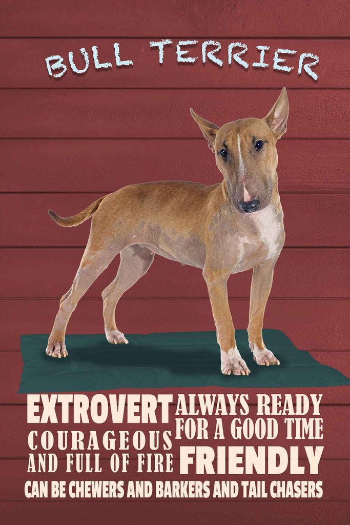 Holzschild 30x20 cm Bullterrier Hund always ready Tier Haustier