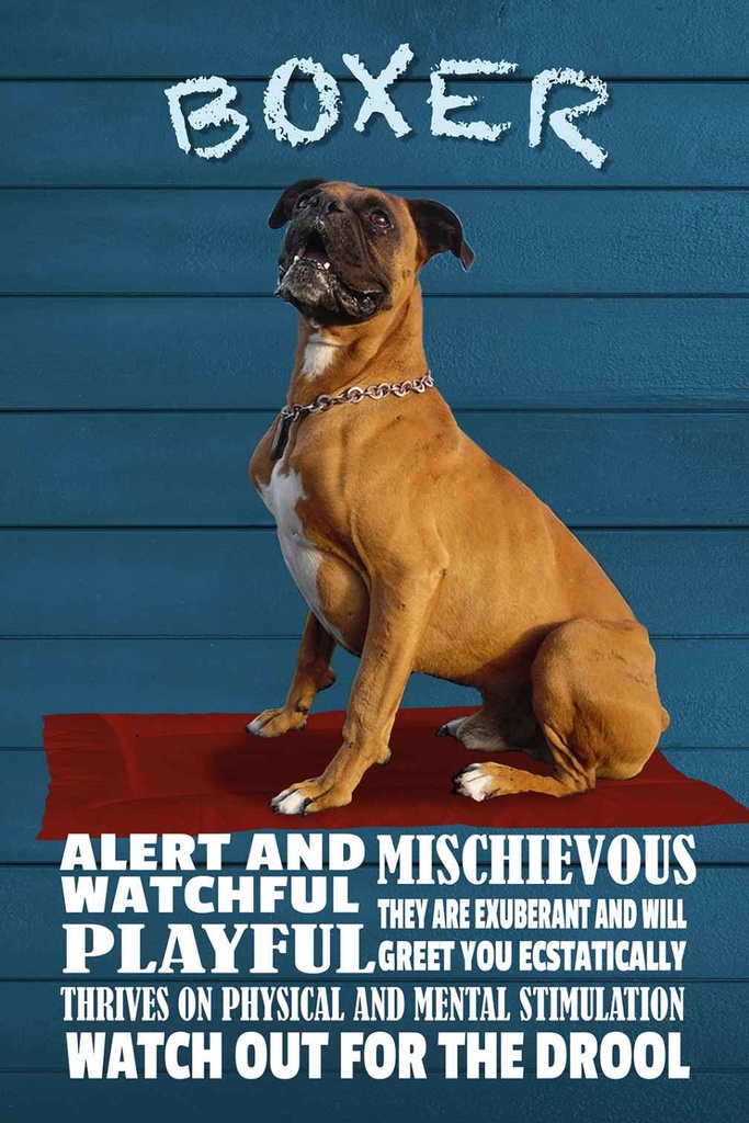 Holzschild 30x20 cm Boxer Hund watchful playful Tier Haustier
