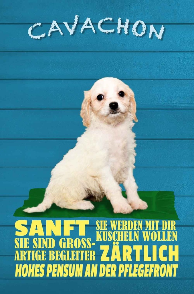 Holzschild 30x20 cm Cavachon Hund sanft zärtlich Tier Haustier