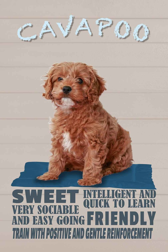Holzschild 30x20 cm Cavapoo Hund sweet friendly Tier Haustier