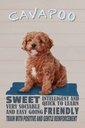 Holzschild 30x20 cm Cavapoo Hund sweet friendly Tier Haustier