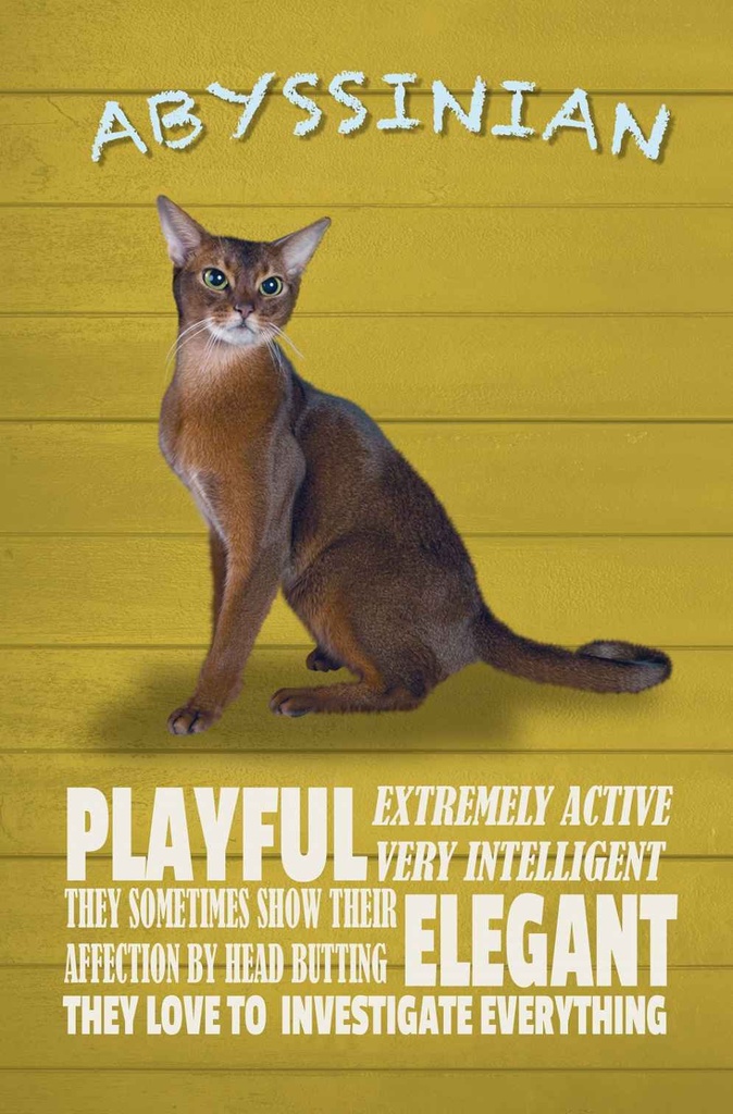 Holzschild 30x20 cm Abyssinian Katze playful elegant