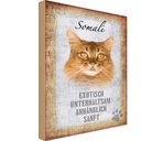 Holzschild 30x20 cm Somali Katze Tier Haustier