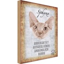 Holzschild 30x20 cm Sphynx Katze Tier Haustier