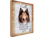 Holzschild 30x20 cm Collie Hund freundlich Tier Haustier