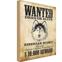 Holzschild 30x20 cm Hund wanted Siberian Husky Tier Haustier