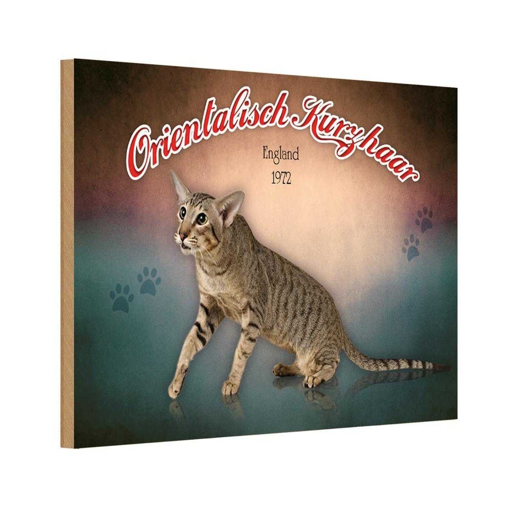 Holzschild 20x30 cm Katze Orientalisch Kurzhaar England Tier Haustier