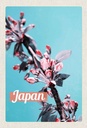 Holzschild 30x20 cm Japan Asien Blumen Baum Knospe Bildmotiv Reisemotiv Abenteuer Reisen