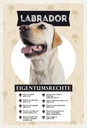 Holzschild 30x20 cm Labrador Eigentumsrechte